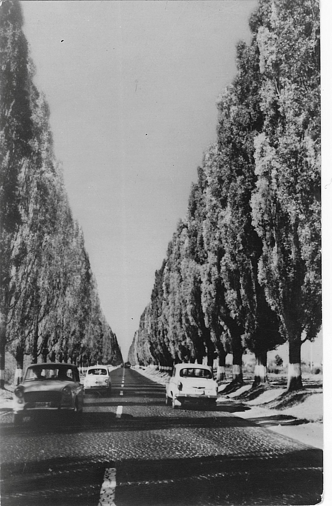 The poplars on Calea Bucuresti
